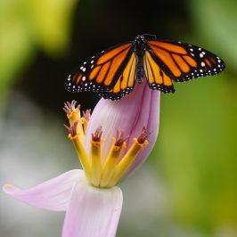 a colorful butterfly on a flower
