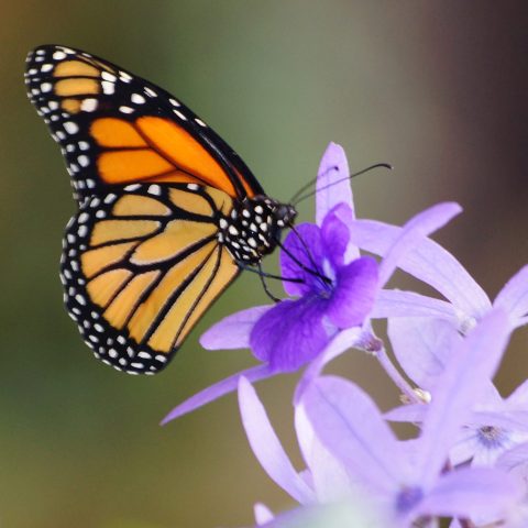 a close up of a flower