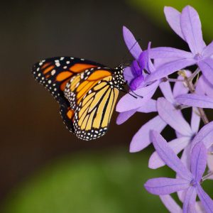 a close up of a flower