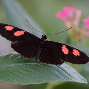 a close up of an insect on a flower