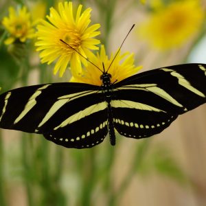 a close up of a flower