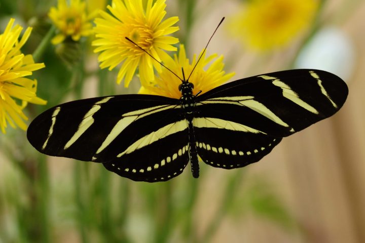 a close up of a flower