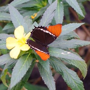 a close up of a plant