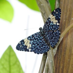 a bird sitting on a branch