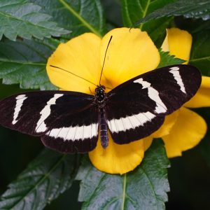 a insect on the plant