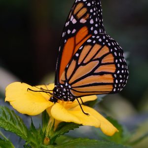 a close up of a flower