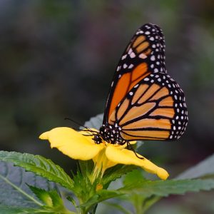 a close up of a flower