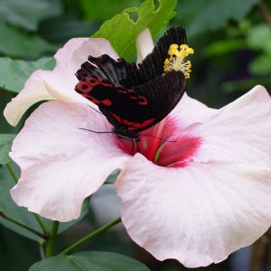 a close up of a flower