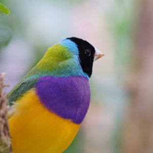 a colorful bird perched on a branch