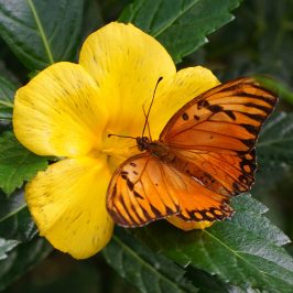 a close up of a green plant