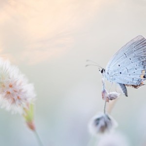 a close up of a tree