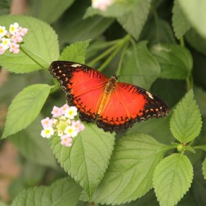 a close up of a green plant