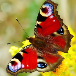 a insect on a flower