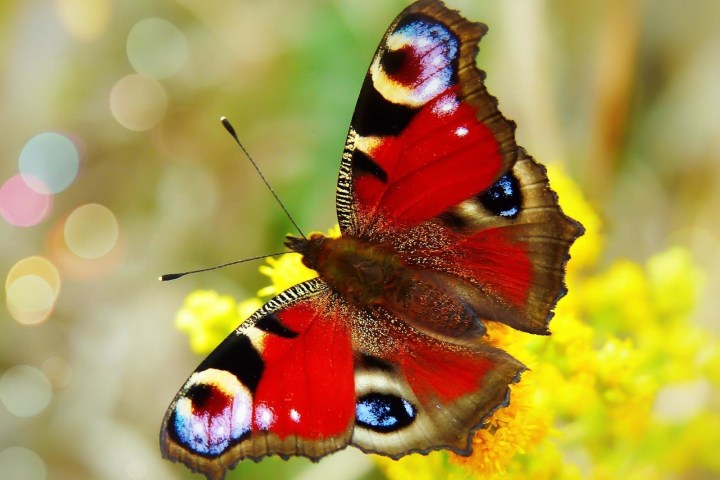a insect on a flower