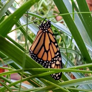 a bird sitting on top of a green plant