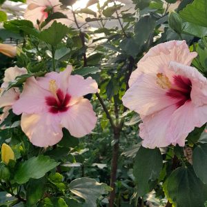 a close up of a flower