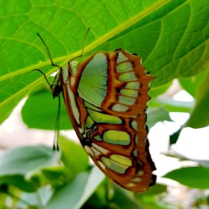 a close up of a green plant