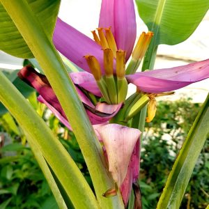 a close up of a plant