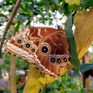 a close up of a tree