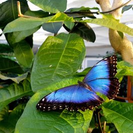 a close up of a green plant